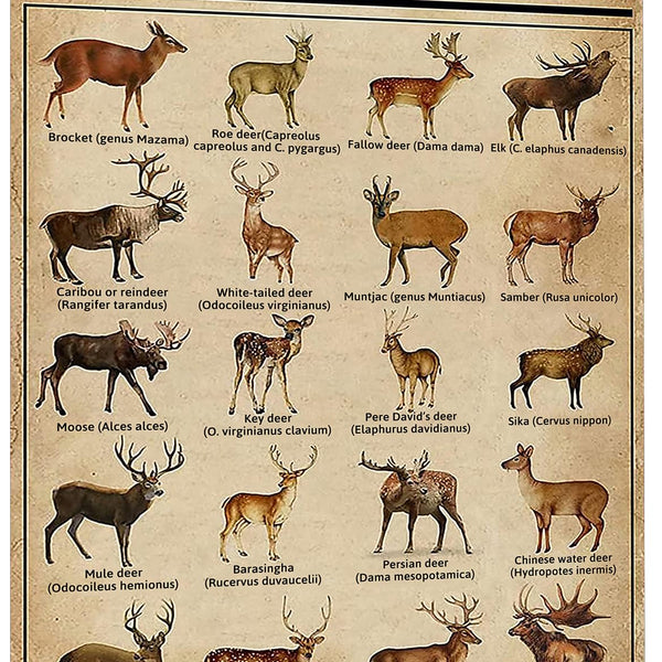 Rustic Types Of Deer Metal Sign, Vintage Farmhouse Wall Art Tin Sign - Hunting Decor &amp; Educational Poster