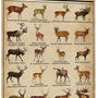 Rustic Types Of Deer Metal Sign, Vintage Farmhouse Wall Art Tin Sign - Hunting Decor &amp; Educational Poster